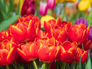Obraz premium Bright and colorful spring flowers