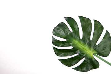 monstera leaf on a white background