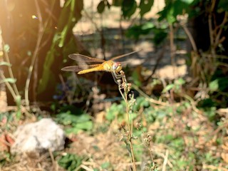 dragonfly on leaf