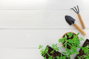 Young green seedlings of tomato in pot on a white wooden background with a rake and a garden shovel