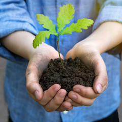 A teenager holds an oak seedling in his palms. Concept - reforestation, eco friendly. Hands with...