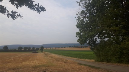 tree in field