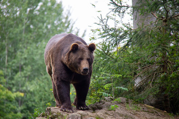 Obraz na płótnie Canvas Brown bear in forest. Ursus arctos. Bavarian forest national park.
