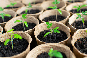 Close-up tomatoes seedlings in peat pots. Gardening concept.