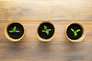 Gardening background with seedlings in peat pots at wooden table. Horticulture concept.