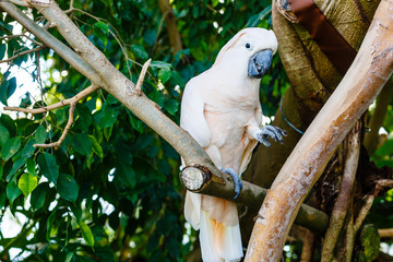 Cacatua galerita - Sulphur-crested Cockatoo sitting on the branch. Big white and yellow cockatoo...