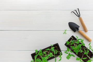 Young green seedlings of tomato in pot on a white wooden background with a rake and a garden shovel