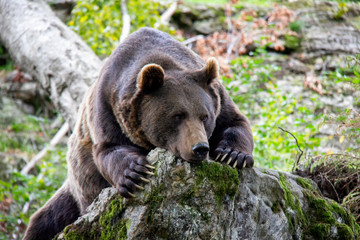 Brown bear relaxing on a rock. Ursus arctos. Bavarian forest national park.