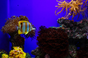 aquarium with fishes and reef