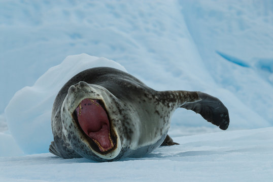 Leopard Seal on Ice Floe