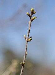 Early spring plum tree buds beginning to grow on a thin twig 