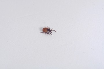 Female tick ( Ixodes scapularis) crawling 