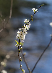 Flowering pear tree branch in spring time with white flowers
