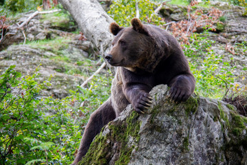 Obraz premium Brown bear relaxing on a rock. Ursus arctos. Bavarian forest national park.