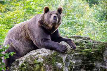 Curious brown bear. Ursus arctos. Bavarian forest national park.