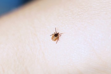 Female tick ( Ixodes scapularis) crawling on skin ready to bite 