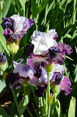  versicolor  iris in our park
