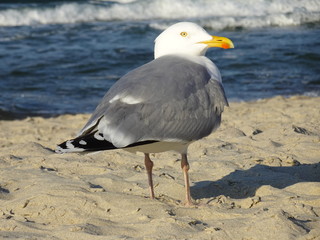 Möwe - Ostseestrand von Kühlungsborn - Pause