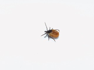 Female tick ( Ixodes scapularis) crawling 