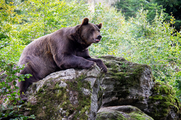 Obraz na płótnie Canvas Brown bear on a rock. Ursus arctos. Bavarian forest national park.
