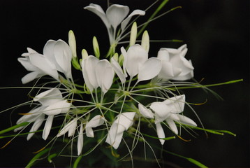 Weisse Blumen auf schwarzem Hintergrund © Jelena