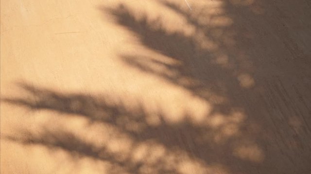 Abstract shadow of palm texture leaves from early morning sunlight shining on interior white wall, Full HD video in ProRes 1920x1080. background of leaf on the wall