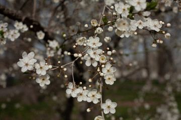 blooming cherry tree in spring