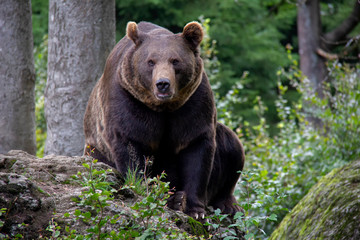 Fototapeta premium Brown bear sitting in forest. Ursus arctos. Bavarian forest national park.
