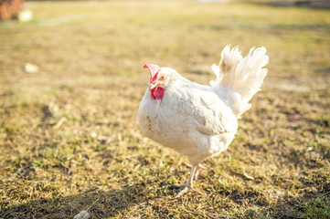 bird white chicken smoothes into the camera walks around the garden in the village
