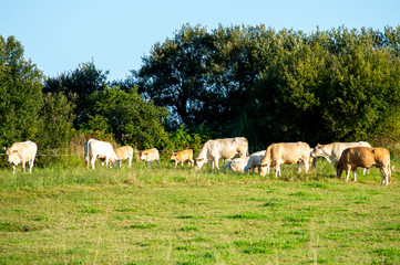 Naklejka na ściany i meble A group of cows and veals grazing in a meadow of cantabria, Spain