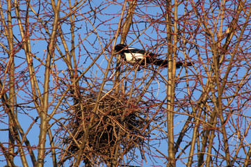 Elster Vogel Pica pica beim Nestbau