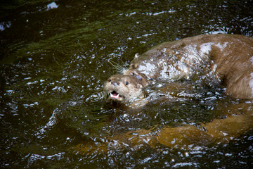 Obraz premium Eurasian river otters playing in water. Lutra lutra. Bavarian forest national park, Germany.