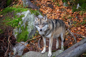 Portrait of wolf in autumn. Canis lupus.