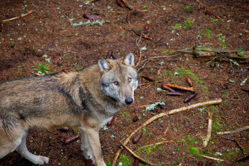 Portrait of old wolf. Canis lupus.