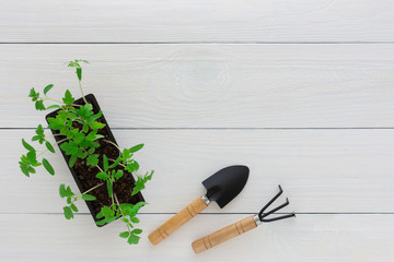 Young green seedlings of tomato in pot on a white wooden background with a rake and a garden shovel