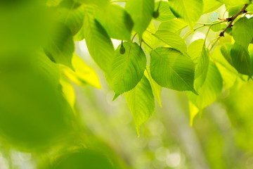 Fototapeta na wymiar green leaves of tree. green leaf, a leafy shade 