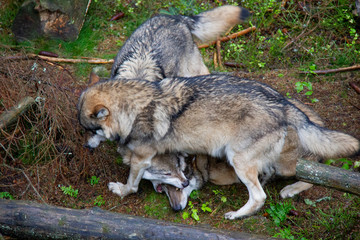 Naklejka na ściany i meble Life in a pack of wolves. Canis lupus.