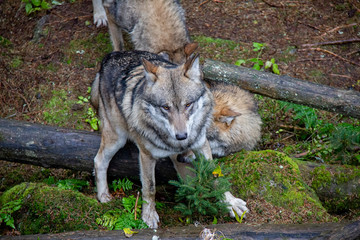 Life in a pack of wolves. Canis lupus.