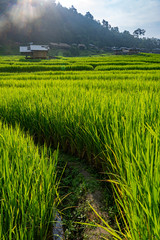 Green rice farm with small village and mountain background