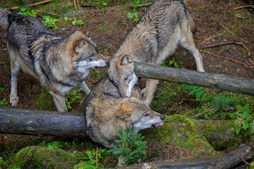Naklejka na ściany i meble Hierarchy in pack of wolves. Canis lupus.