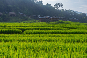Green rice field and wooden houses on mountain