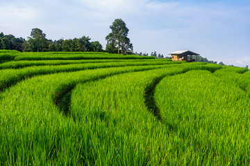 Curves and path in green rice field with small house