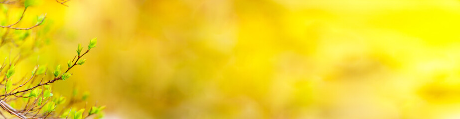 panoramic view of new buds on colourful bokeh background in early spring. abstract background - obrazy, fototapety, plakaty