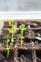 Young seedlings in tray on window sill pea seedling in greenhouse. Agriculture concept Selective focus Copy space Spring