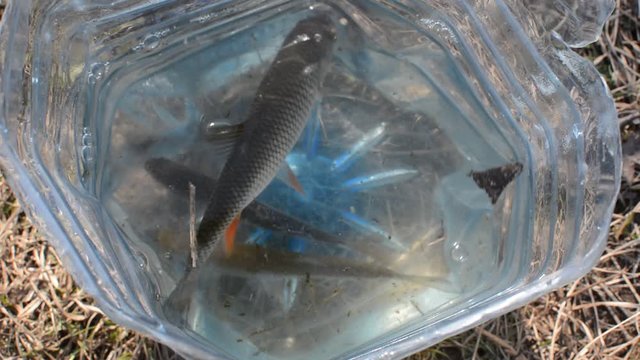 Spring roach fishing on the river.