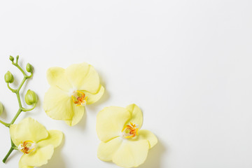 Fototapeta na wymiar yellow orchids flowers on white background