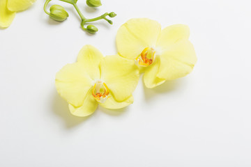 Naklejka na ściany i meble yellow orchids flowers on white background