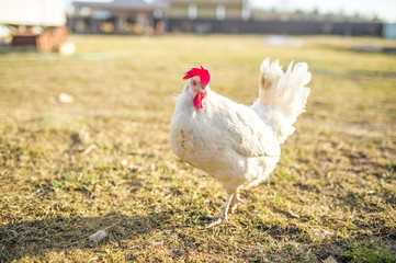 bird white chicken smoothes into the camera walks around the garden in the village