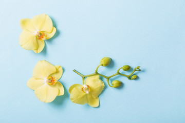 yellow orchids on blue paper background