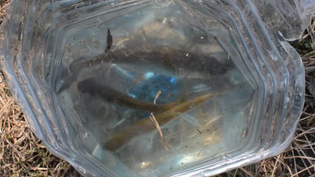 Spring roach fishing on the river.